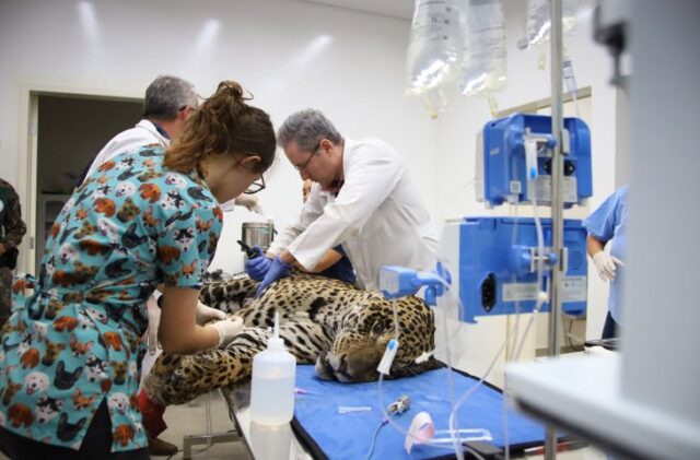 Onças-pintadas Miranda e Antã seguem em recuperação no Ayty após resgates no Pantanal de MS