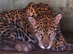 Com tratamento onças-pintadas se recuperam de queimaduras de incêndio no Pantanal