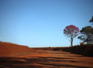 Ipê Roxo Mato Grosso do Sul