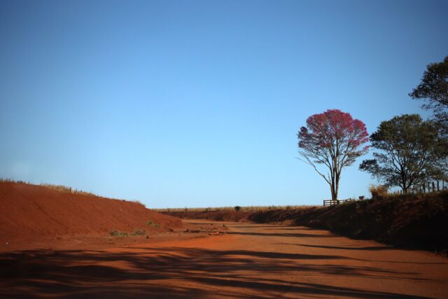 Ipê Roxo Mato Grosso do Sul